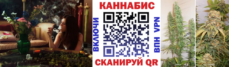 наркотики  Приозерск  Канабис сатива 